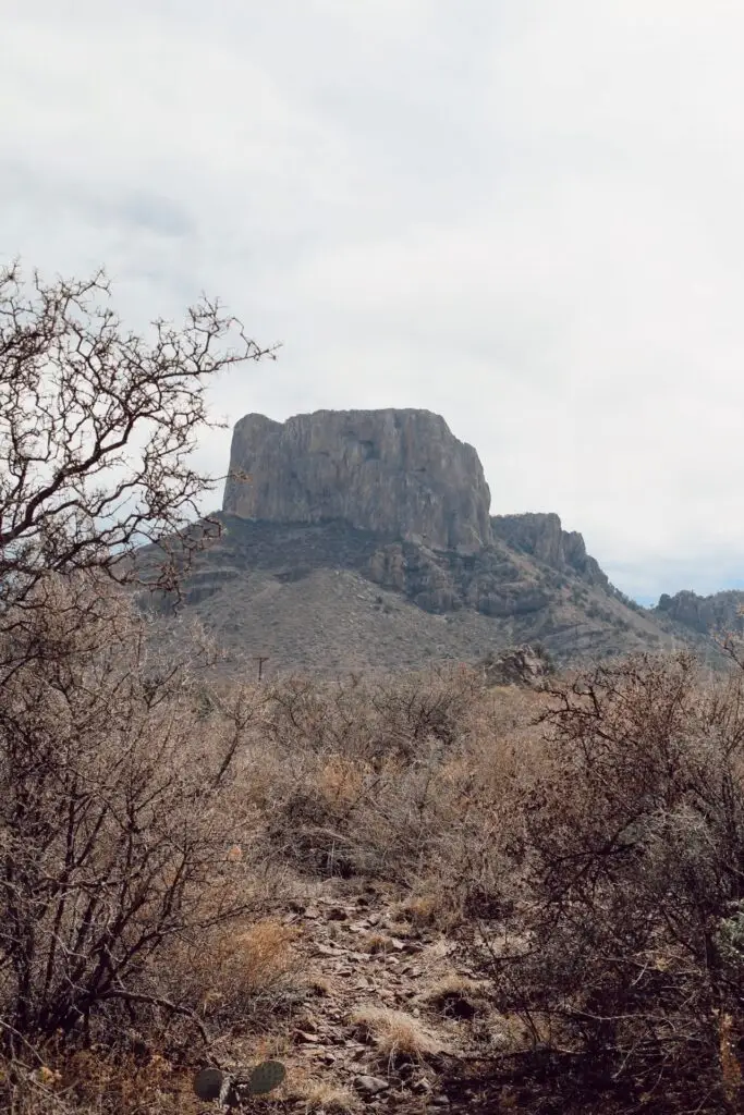 View of Chisos Mountains at Big Bend National Park with desert landscape and bushes in the foreground