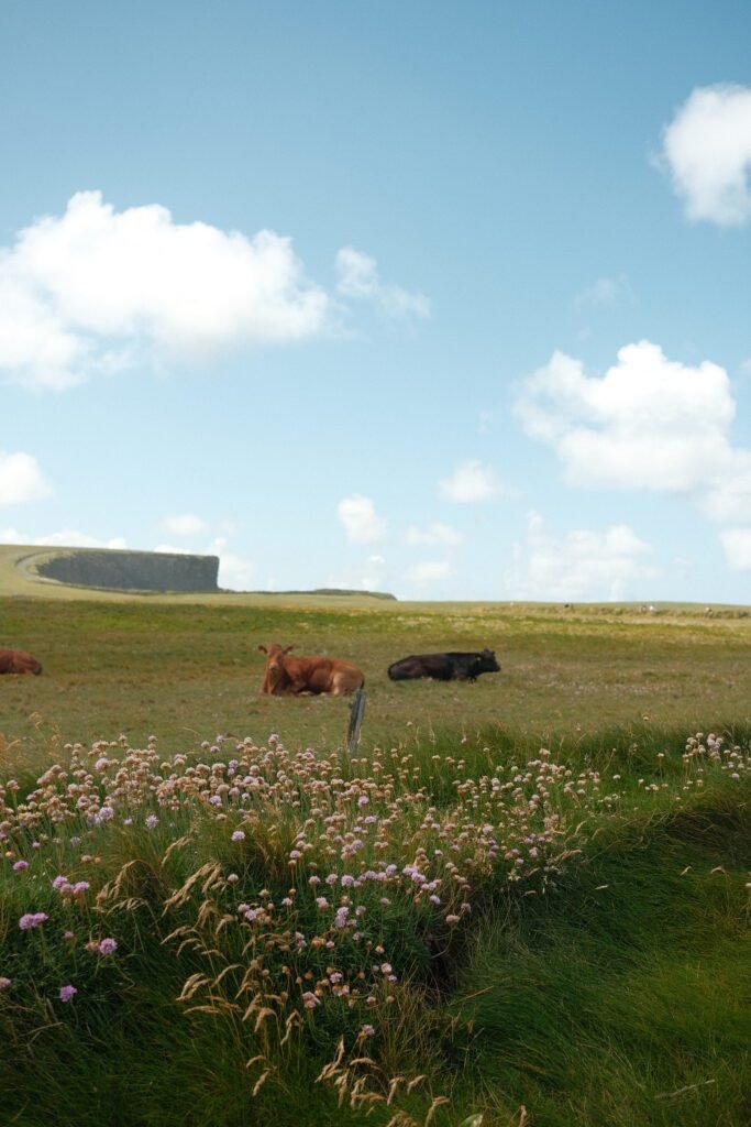 kilkee cliff walk best cliffs ireland coast