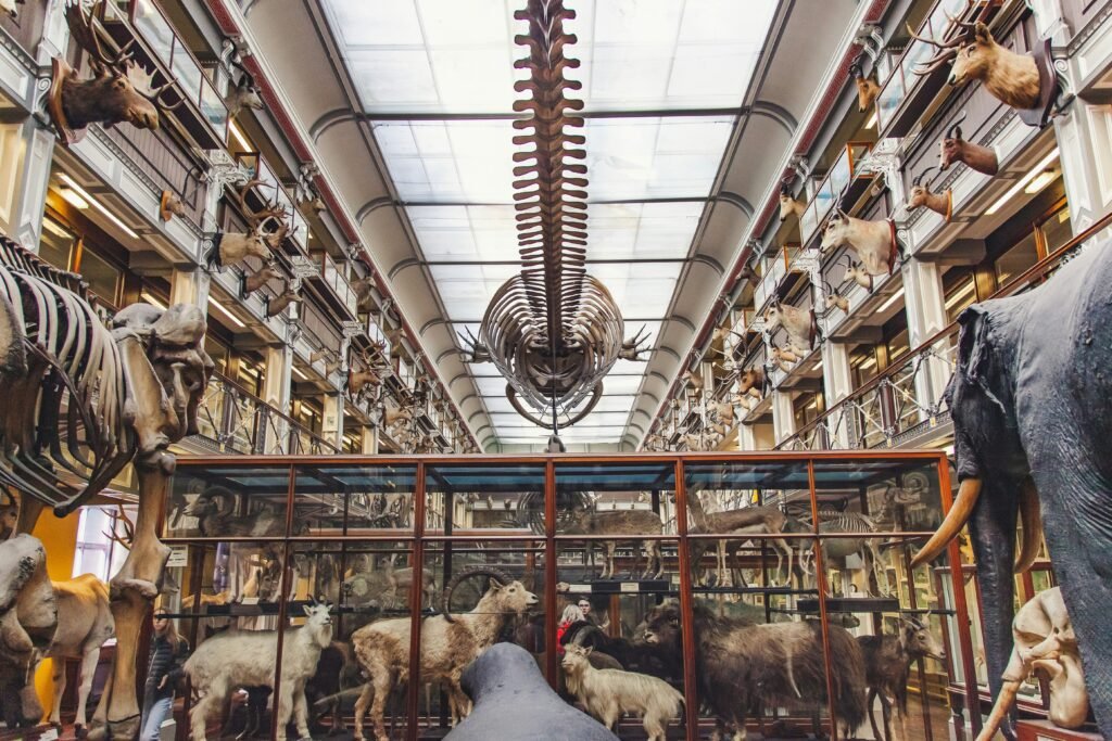 A display of preserved animal skeletons and taxidermy exhibits inside Dublin’s Natural History Museum, with a large whale skeleton suspended from the ceiling.