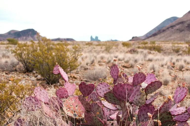 Purple prickly pear cactus in the desert landscape of Big Bend National Park, Texas, with mountains in the distance.