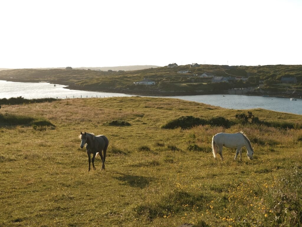 This image captures two Connemara ponies grazing peacefully in a sunlit field along the Sky Road in County Galway. These ponies, native to the Connemara region, are known for their strength, agility, and gentle nature, making them a symbol of the area’s rugged beauty. In the background, the coastline and scattered cottages complete the idyllic scene, with the Atlantic waters gently lapping at the shore. This serene moment perfectly reflects the tranquil charm of the Sky Road and the wider Connemara region.