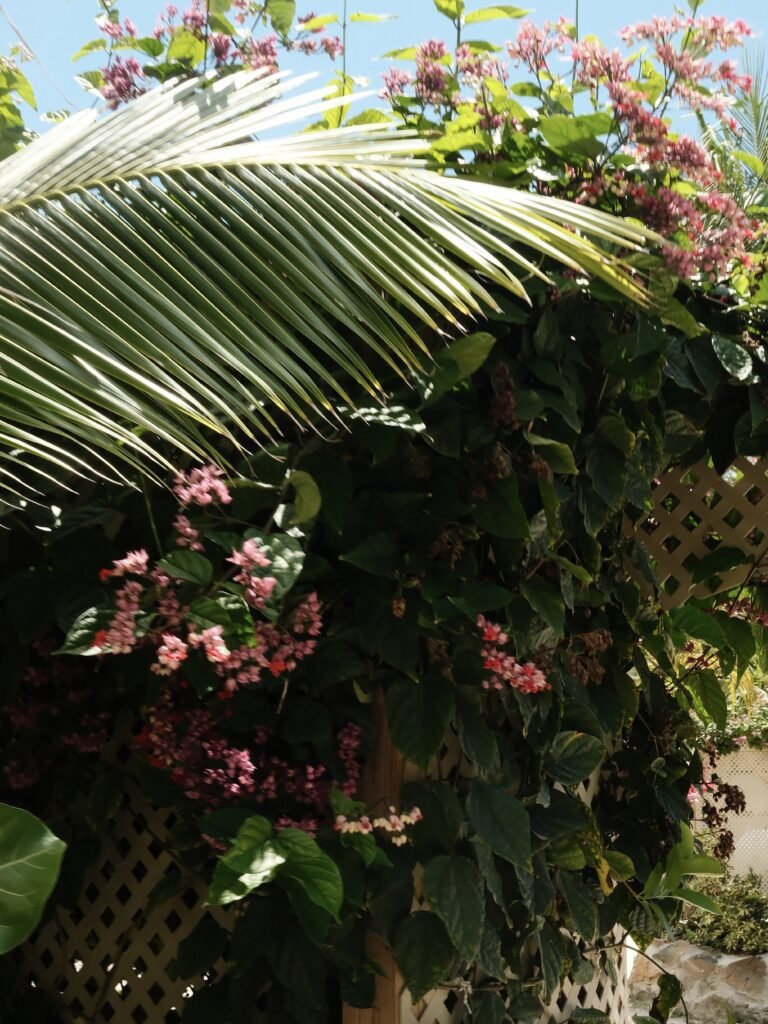 Tropical flowers and large palm leaves in the lush garden of the Soggy Dollar Bar on Jost Van Dyke in the British Virgin Islands.