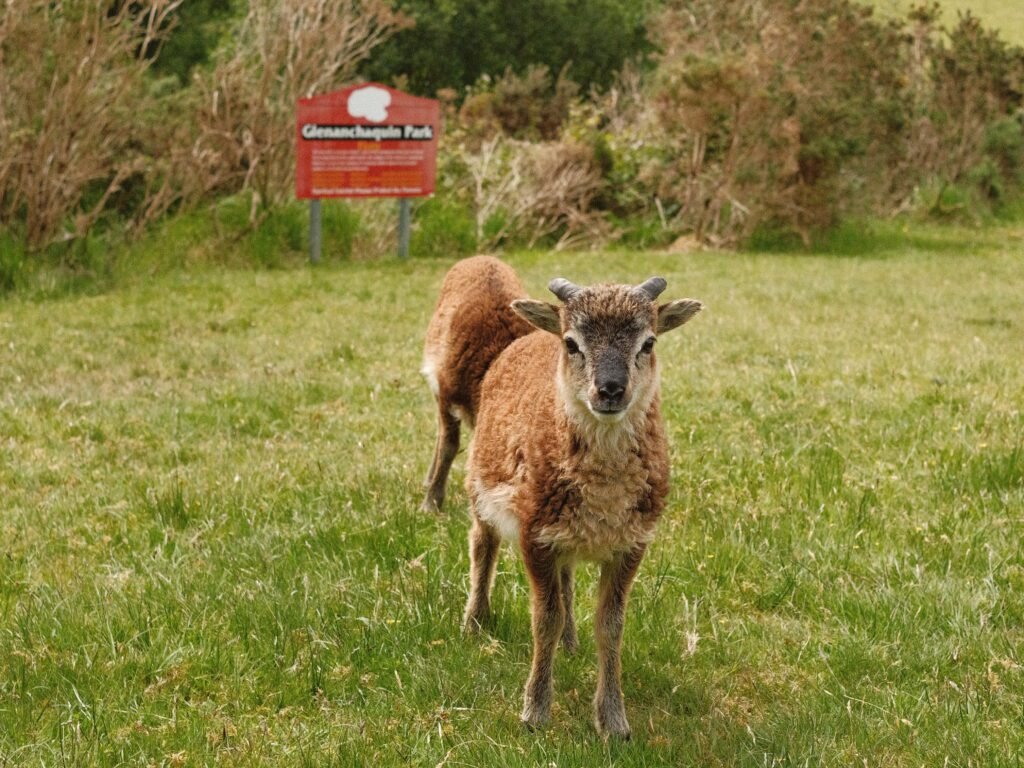 Two sheep grazing in a grassy field at Gleninchaquin Park, County Kerry, Ireland, with a red park sign in the background. The sheep, framed by bushes and greenery, represent the rural, untouched beauty of the park.