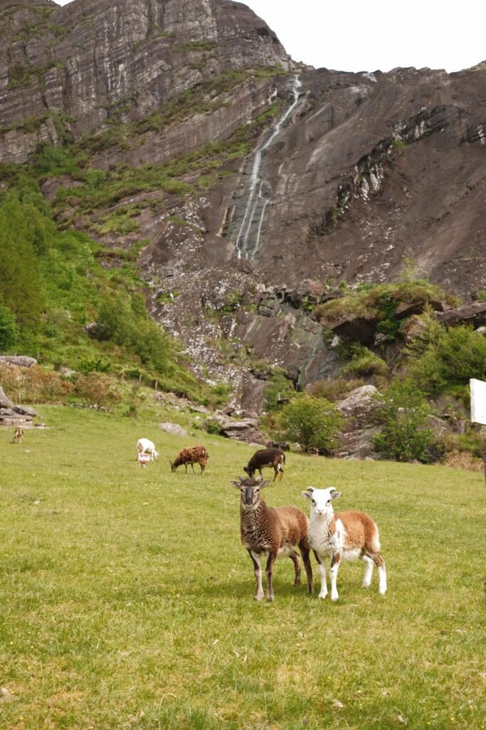 Sheep grazing in a lush green field at Gleninchaquin Park, County Kerry, Ireland, with a towering rocky mountain and a cascading waterfall in the background. The peaceful pastoral scene is framed by the rugged landscape, with two sheep in the foreground looking directly at the camera.