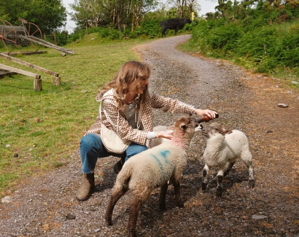 Traveler feeding lambs in the countryside near Kenmare, a scenic town on Ireland's southwest coast. Kenmare is an ideal base for exploring County Kerry and County Cork, with easy access to natural landscapes like the Beara Peninsula and Killarney National Park.